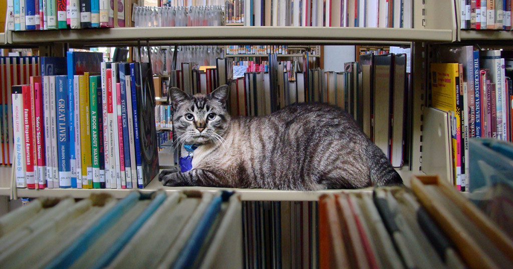 A grey cat sitting among library bookstacks
