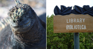 Photos of a large reptile and a sign reading: Library Biblioteca