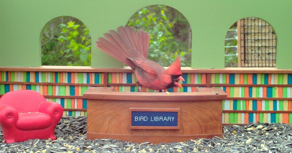 Still from a live feed of the Bird Library