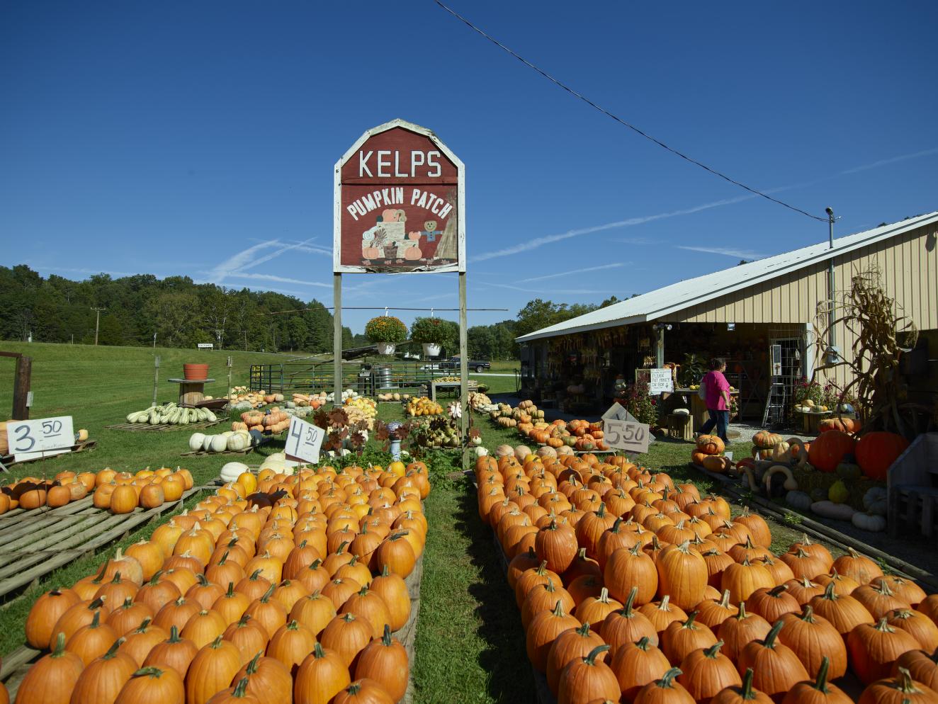 An array of pumpkins, ready for the autumn customer rush at the Kelp's Pumpkin Patch stand near Nashville in Brown County, Indiana. Photo by Carol M. Highsmith, Sept. 2016.