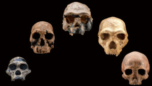 human skulls on exhibit